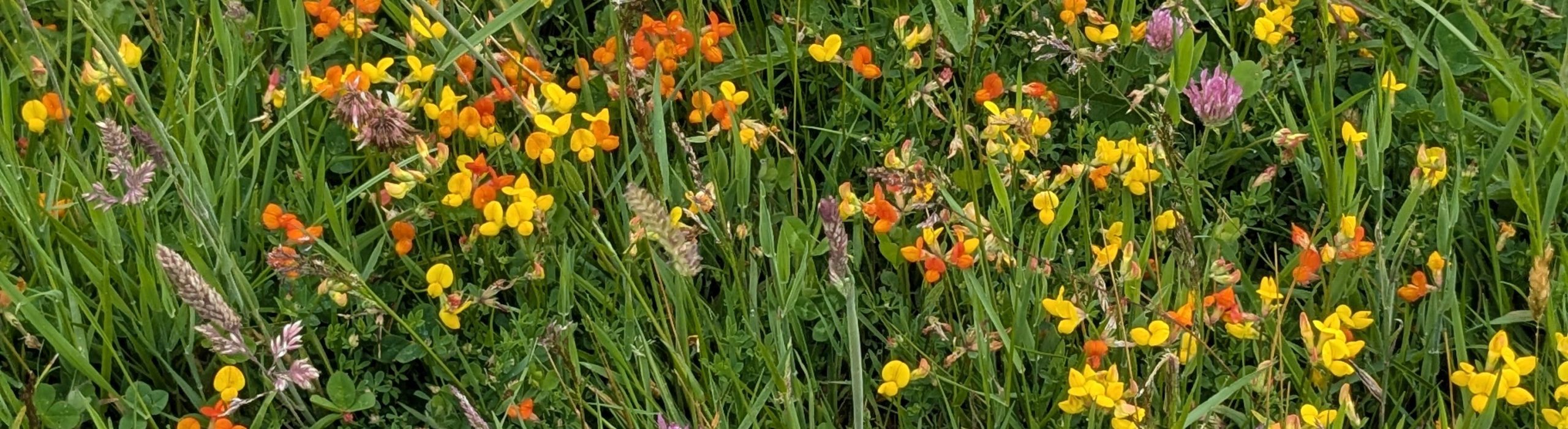 Birds-foot trefoil in a UK meadow